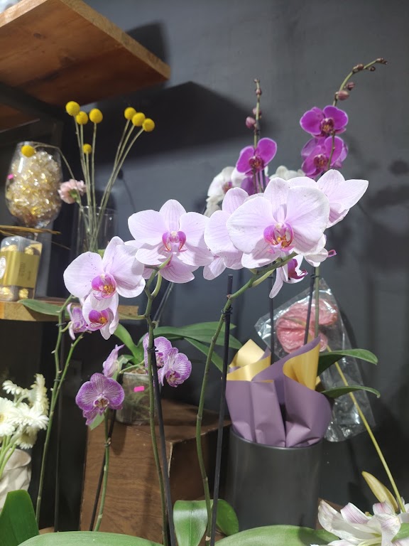 MAGNOLIA BOUTIQUE FLORAL